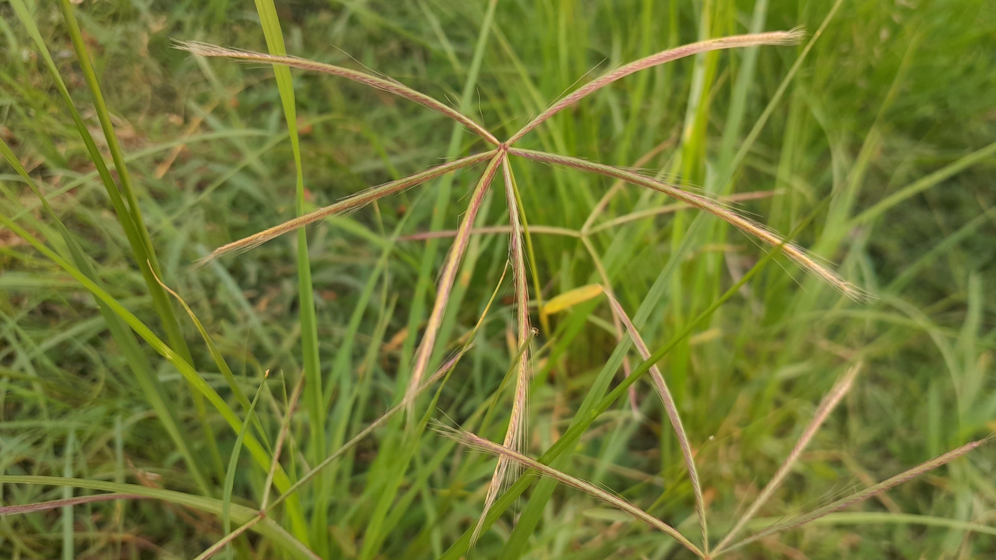 Imagem de Capim-pé-de-galinha
