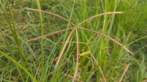 Foto de Capim-pé-de-galinha