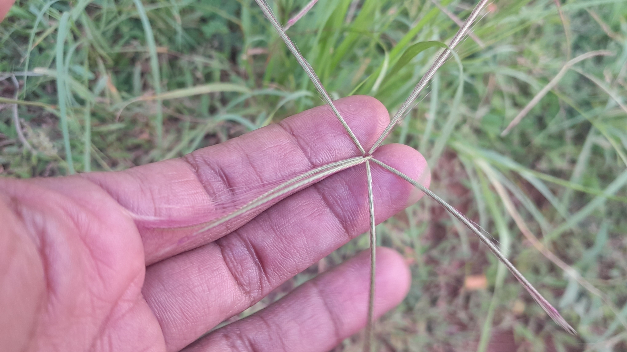 Imagem de Capim-pé-de-galinha