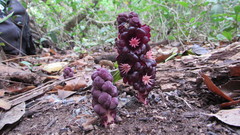 Bdallophytum americanum