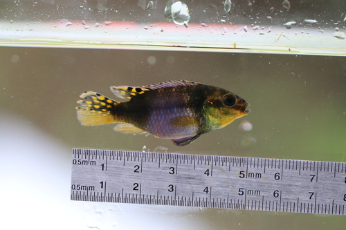 Kribensis (Pelvicachromis subocellatus) — Cichlidae — 3