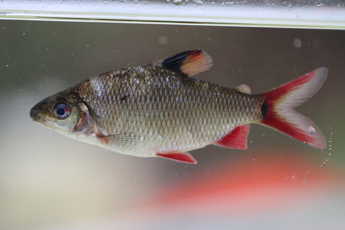 Redfin distichodus (Distichodus notospilus) — Distichodontidae