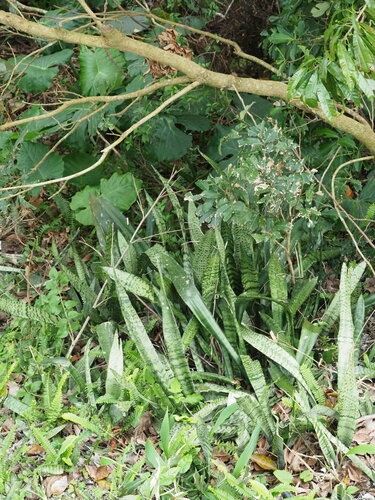 Image of Sansevieria trifasciata by no rights reserved