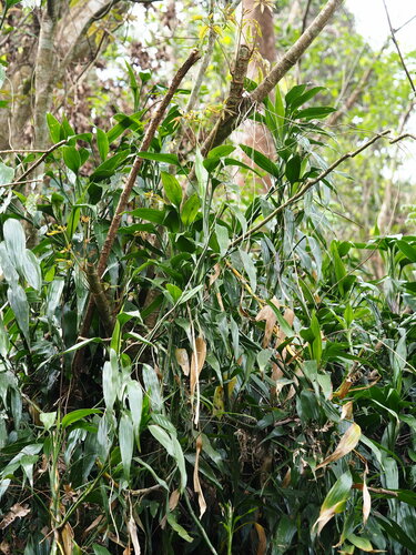 Image of Dracaena sanderiana by no rights reserved