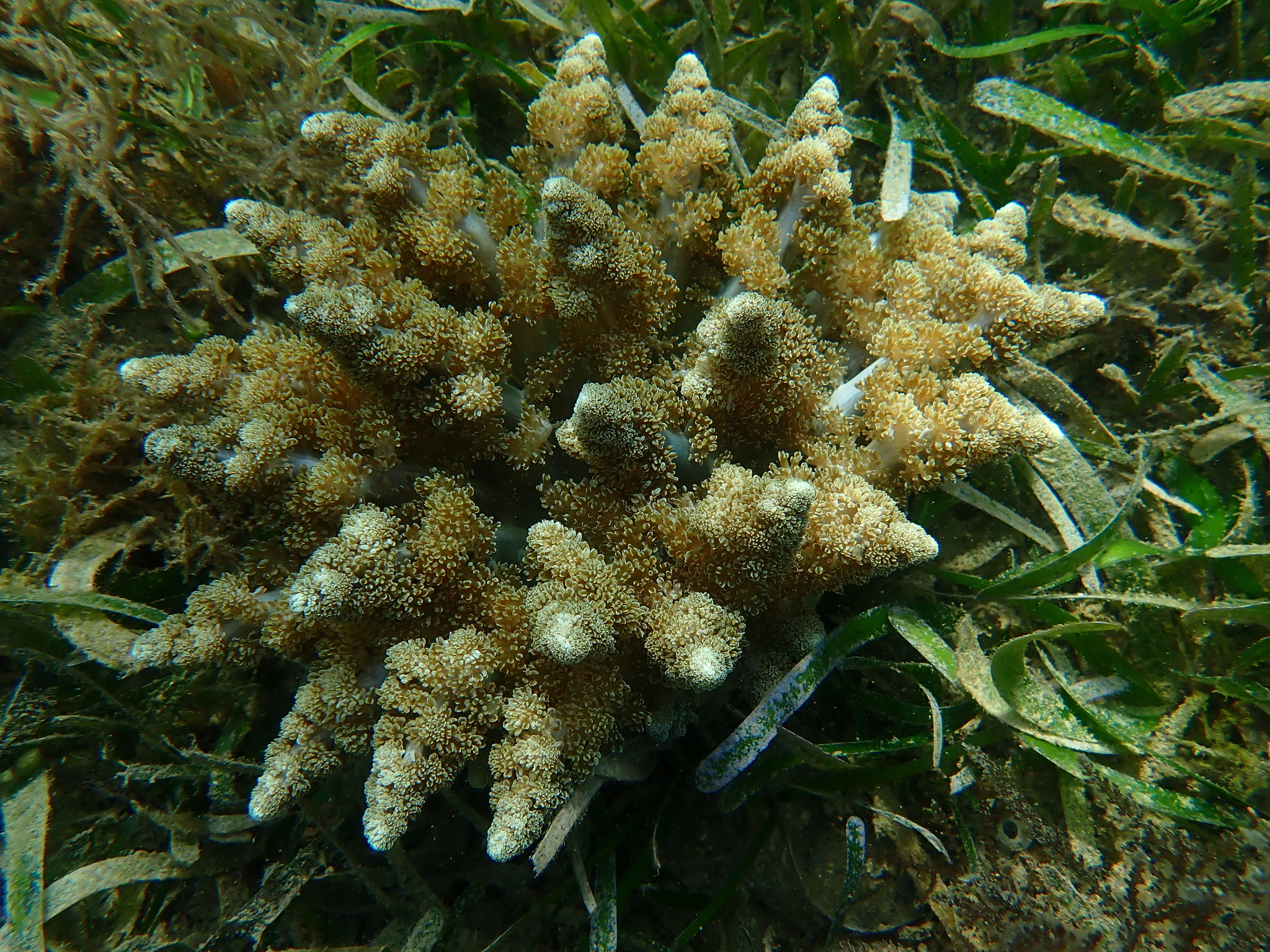Actinodendron arboreum (Quoy & Gaimard, 1833)