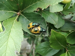 Monocesta ducalis