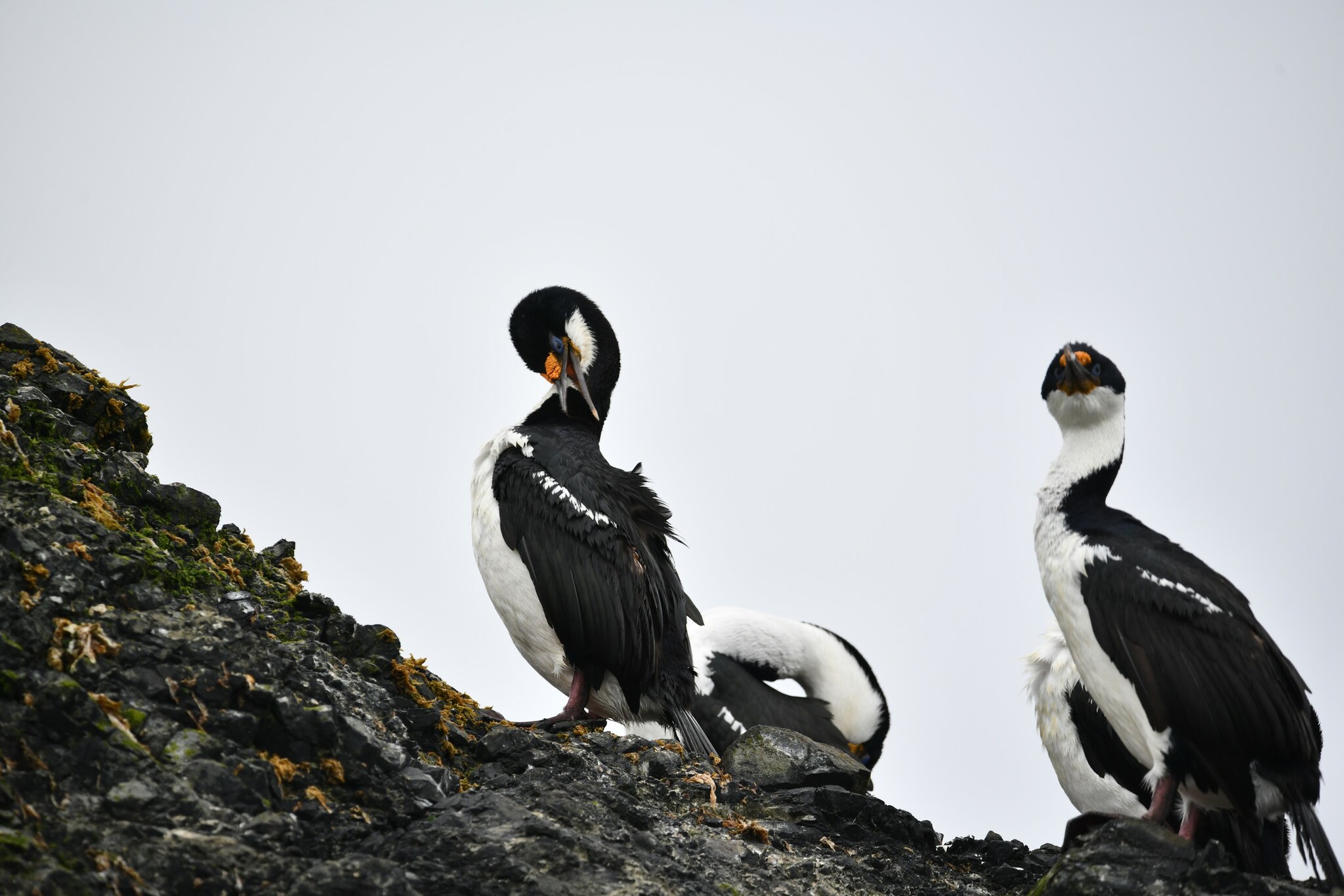 Macquarie Shag illustration