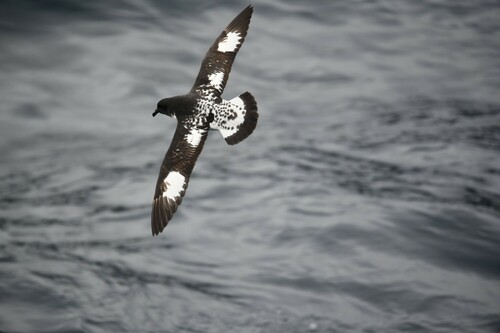 Petrel damero (Daption capense)