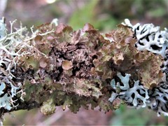 Tuckermanopsis americana