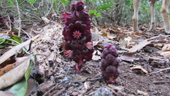 Bdallophytum americanum
