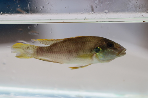 Mamonekene's chromidotilapia (Chromidotilapia mamonekenei) — Cichlidae — 3