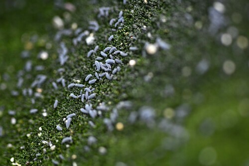 Hypogastrura viatica