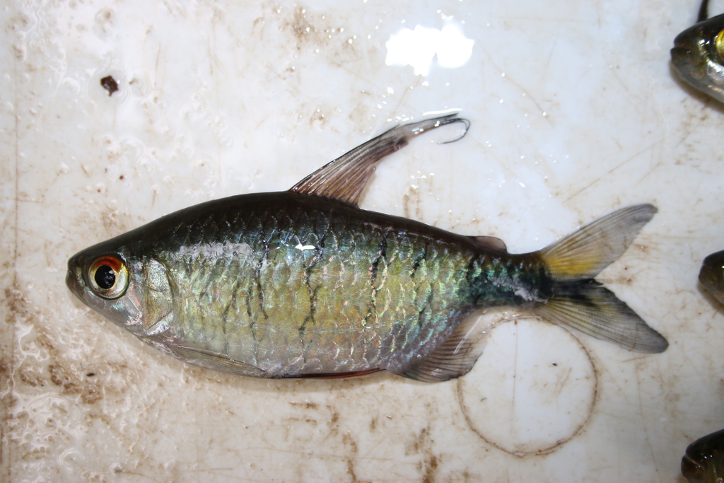 Thollon's Tetra