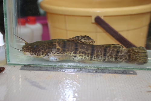 Balay's catfish (Parauchenoglanis balayi) — Claroteidae — 4