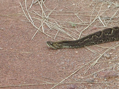 Crotalus durissus