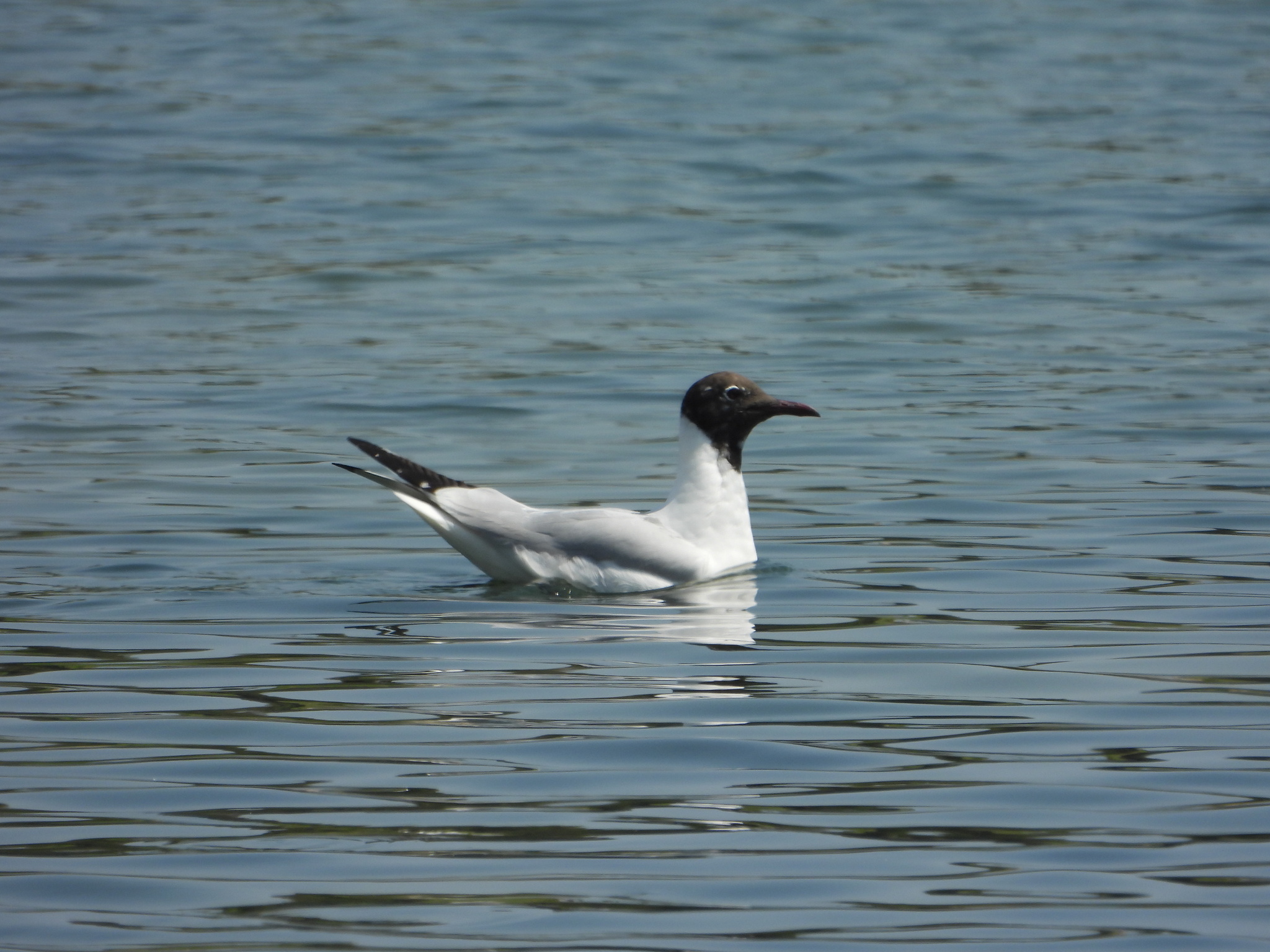 Black-headed Gull