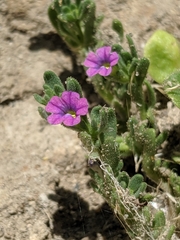 Calibrachoa parviflora