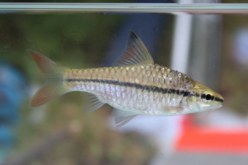 Spotscale barb (Enteromius holotaenia) — Cyprinidae — 4