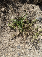 Calibrachoa parviflora