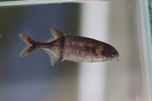 Moore's elephantfish (Marcusenius moorii) — Mormyridae