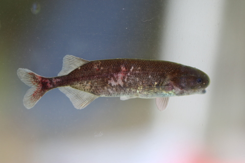 Kingsley's elephantfish (Paramormyrops kingsleyae) — Mormyridae — 4
