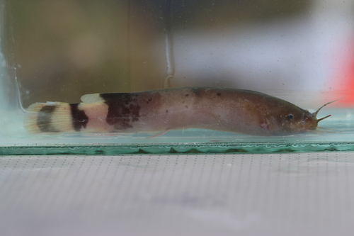 Ogowe electric catfish (Malapterurus oguensis) — Malapteruridae — 3