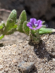 Calibrachoa parviflora