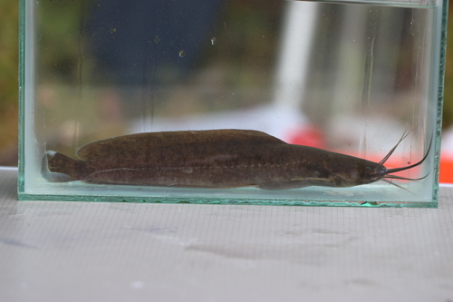Cameroon clariid catfish (Clarias camerunensis) — Clariidae