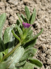 Calibrachoa parviflora