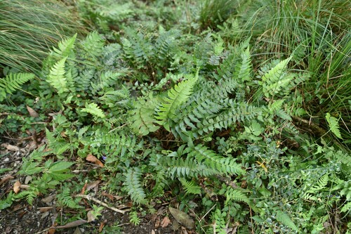 Polystichum lepidocaulon iNat (3)