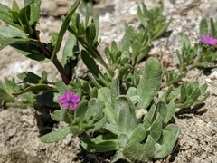 Calibrachoa parviflora