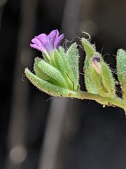 Calibrachoa parviflora