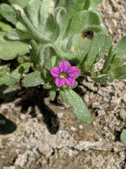 Calibrachoa parviflora