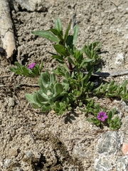 Calibrachoa parviflora