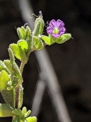 Calibrachoa parviflora