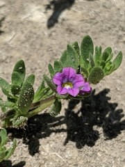 Calibrachoa parviflora