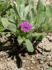 Calibrachoa parviflora