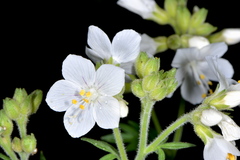 Polemonium foliosissimum