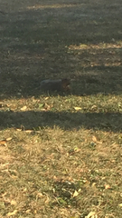 Sciurus niger