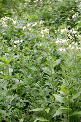 Polemonium foliosissimum