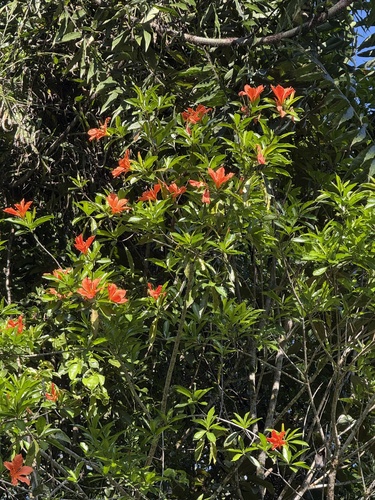 Foto de Flor-de-maio