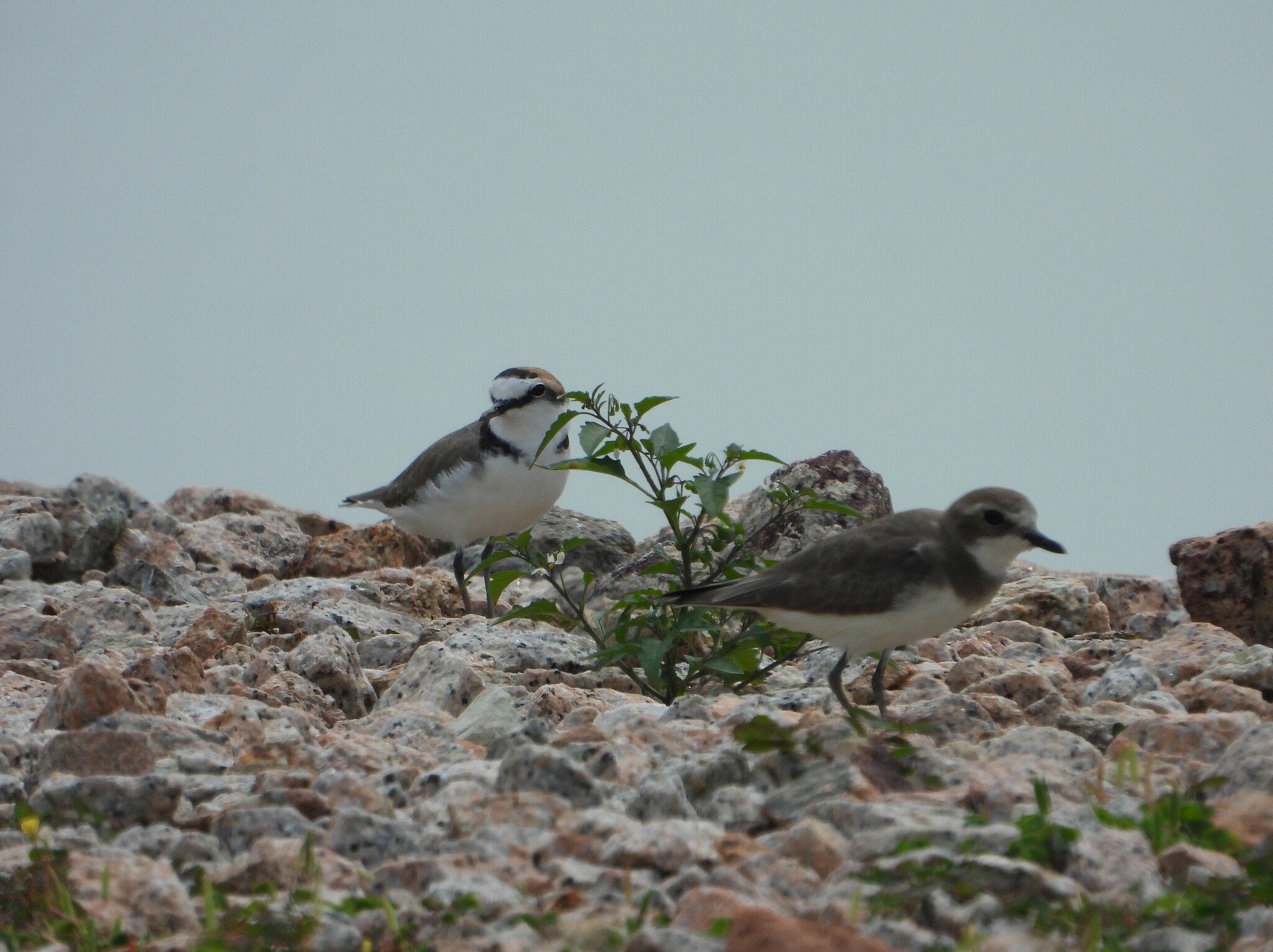 Kentish Plover