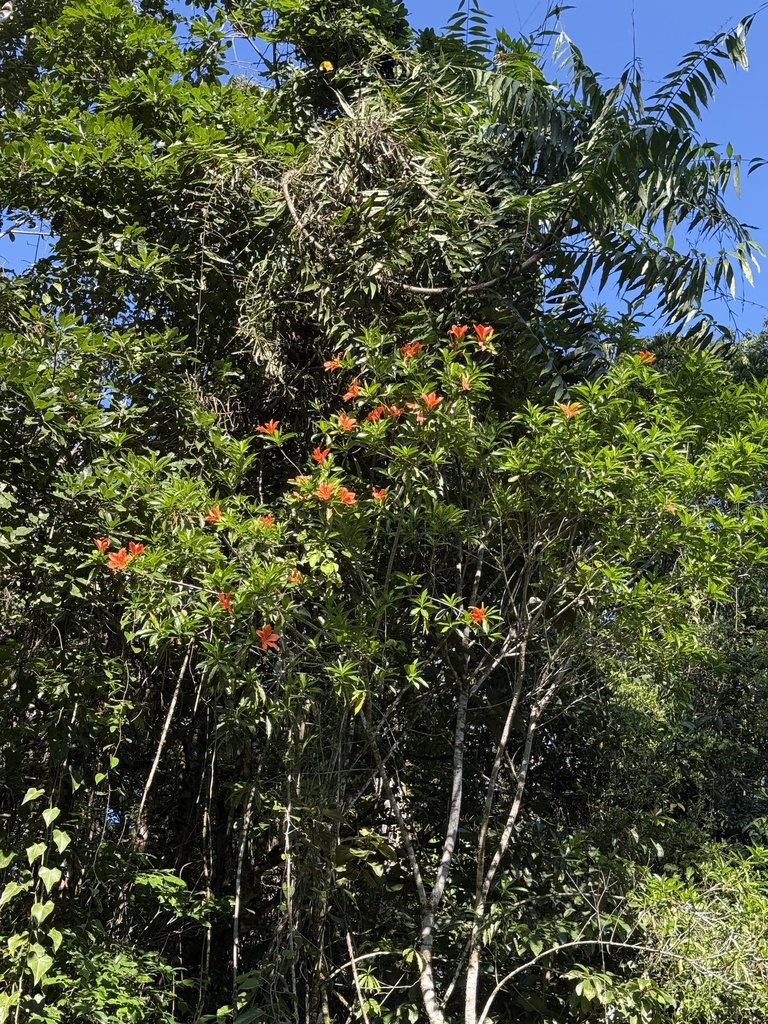 Foto de Flor-de-maio