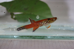 Lyretail Panchax photo 4