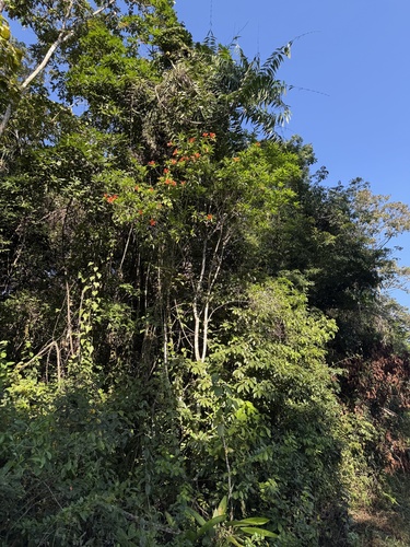 Foto de Flor-de-maio