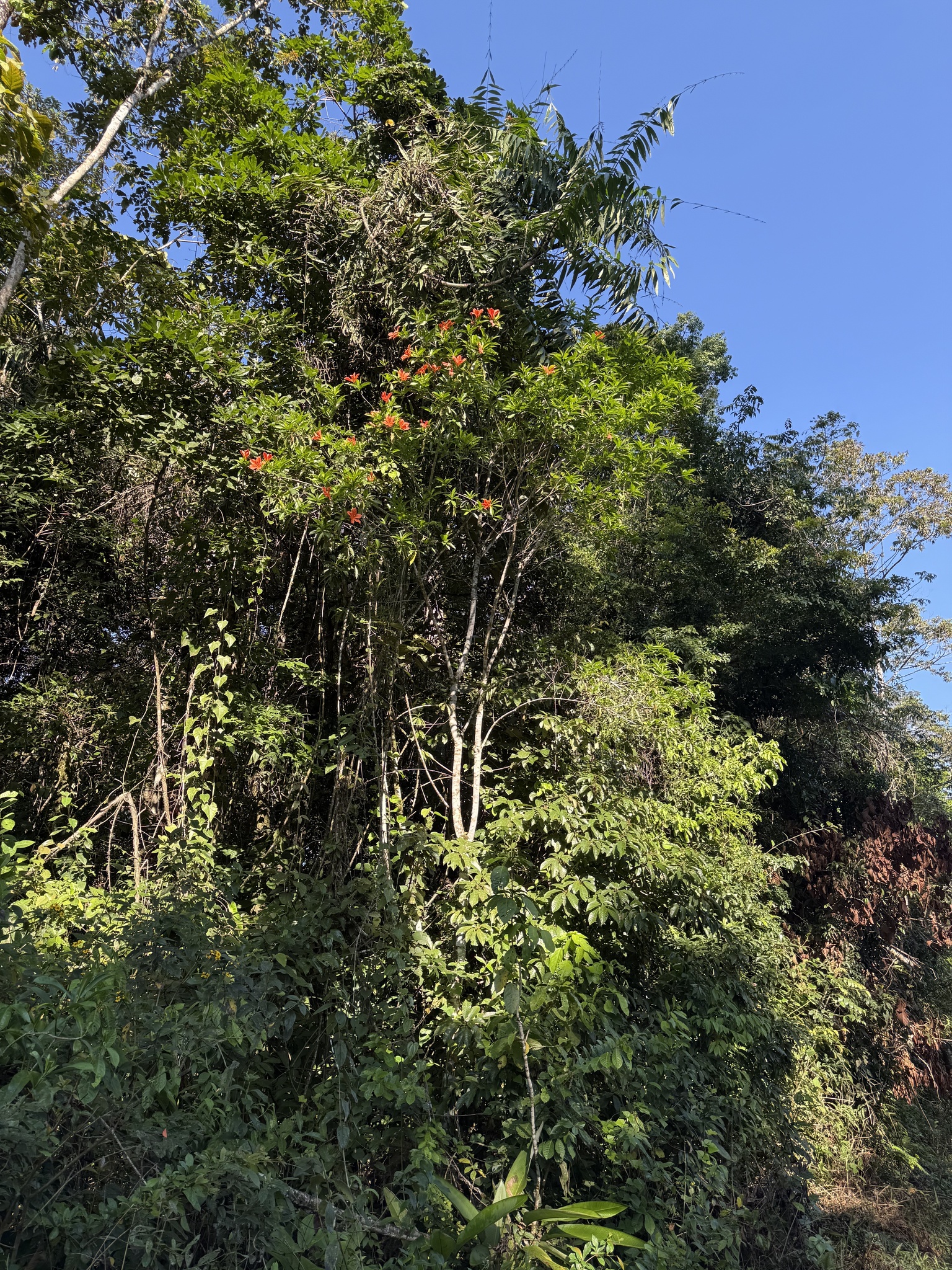 Imagem de Flor-de-maio