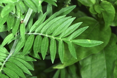 Polemonium foliosissimum