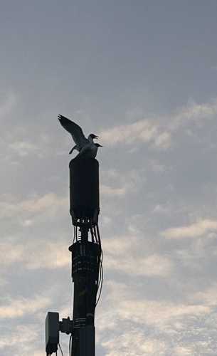 Laughing Gull photographed in Delaware
