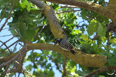Dryobates nuttallii