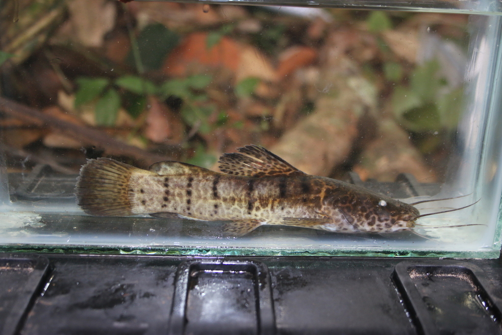 Balay's catfish (Parauchenoglanis balayi) — Claroteidae